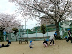 5歳児がさくらの花びらを集めている写真