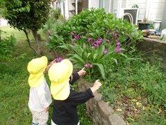 1歳児が公園で紫蘭を指差している写真