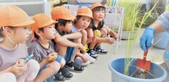 稲を見る子どもの様子