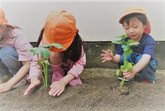 園児が野菜苗を植える様子