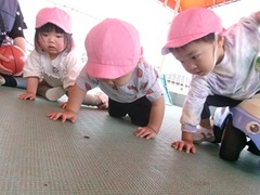 虫を見る子どもの写真