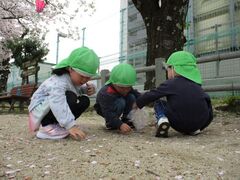 桜の花びらを拾っている写真