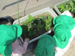 いちごの花を観察している写真