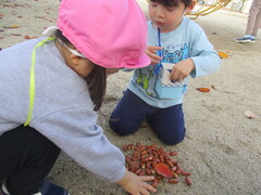 落ち葉やドングリを拾っている写真