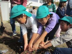 さつまいもを抜こうとしている子どもたち