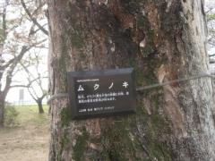 写真：石手川公園樹名板