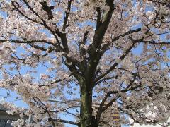 写真：桜の木