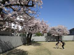 写真：桜と子供