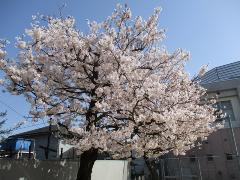 写真：桜の木