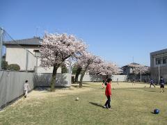 写真：桜と子供