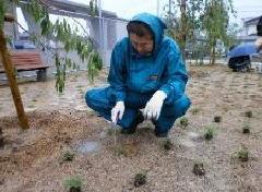 写真：芝生苗植え作業中