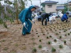 写真：芝生苗植え作業中