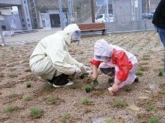 写真：芝生苗植え作業中