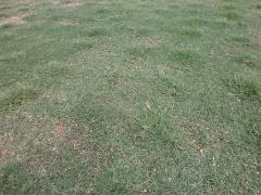 写真：緑の濃い部分の芝生