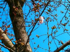 写真：グラウンドの桜が開花した様子