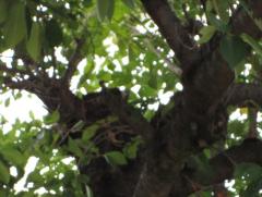 写真：木にとまった蝉