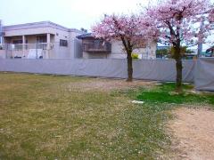 写真：桜の花びらが芝生に落ちた様子