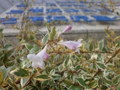 写真：入口花壇の小さな花が迎えてくれます