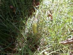 写真：桜の木から消毒で落っこちたイラガの幼虫