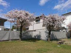 写真：満開の桜の様子