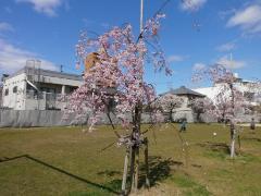 写真：満開の桜の様子