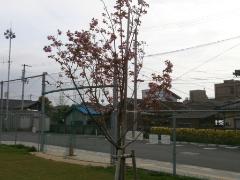 写真：グラウンドの八重桜