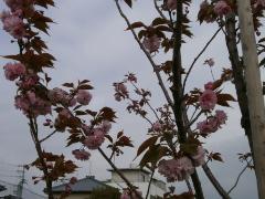 写真：八重桜を近くで見た様子