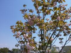 写真：八重桜