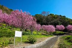 きらめき大賞 「垣生山公園」