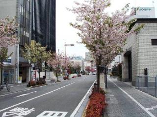 写真：三番町通りの八重桜