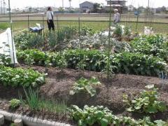 野菜栽培の様子